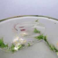 Antike Jugendstil Glasschale mundgeblasen mit Emaillemalerei und Abriß Böhmen